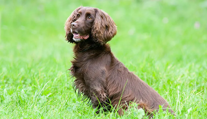 Field Spaniel